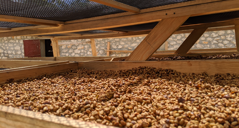 A closeup of Haitian coffee beans